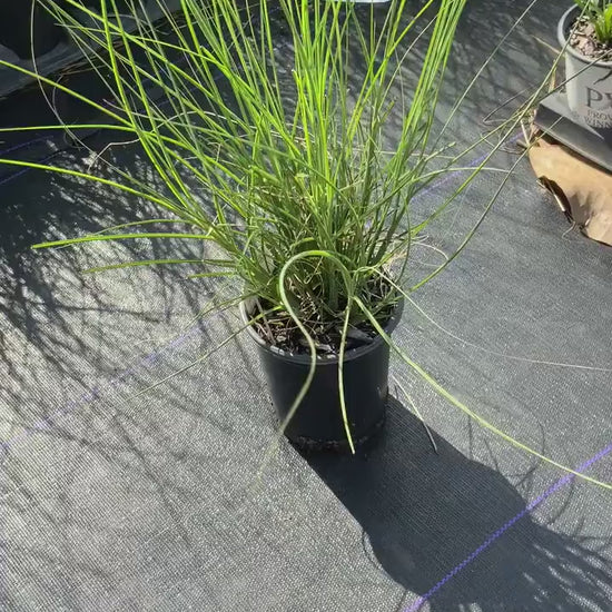 MAIDEN GRASS - Miscanthus Sinesis 'Gracillimus' - 1 Gallon Ornamental Grass