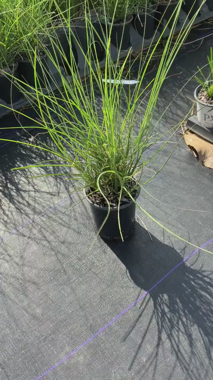 MAIDEN GRASS - Miscanthus Sinesis 'Gracillimus' - 1 Gallon Ornamental Grass