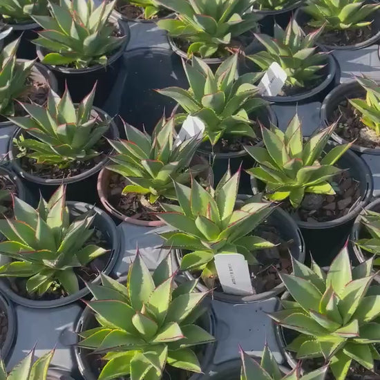 Agave 'Blue Glow'® | 1 Quart Containers | Evergreen Succulent | Full Sun Loving Perennial | Deer Resistant | Great and Unique Garden Gift!