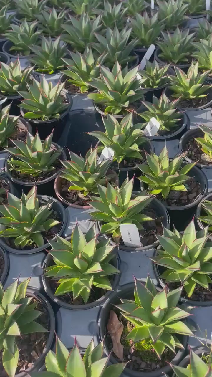 Agave 'Blue Glow'® | 1 Quart Containers | Evergreen Succulent | Full Sun Loving Perennial | Deer Resistant | Great and Unique Garden Gift!