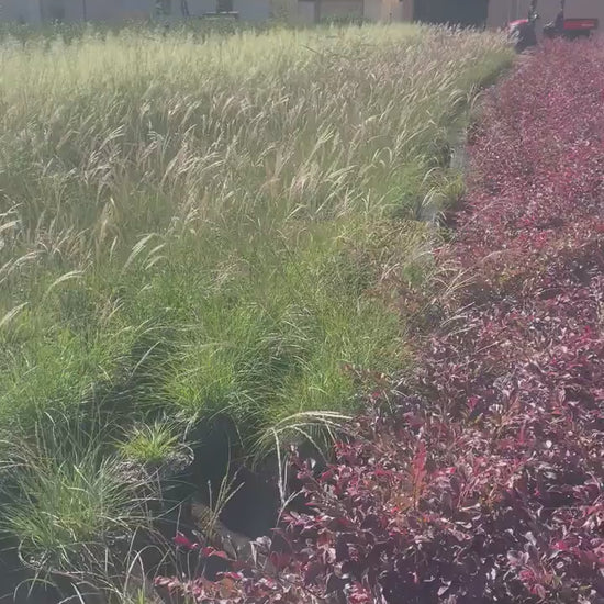 WHITE CLOUD Muhly Grass - Ornamental Grasses - 3 Gallon Sizes