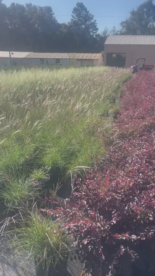 WHITE CLOUD Muhly Grass - Ornamental Grasses - 3 Gallon Sizes