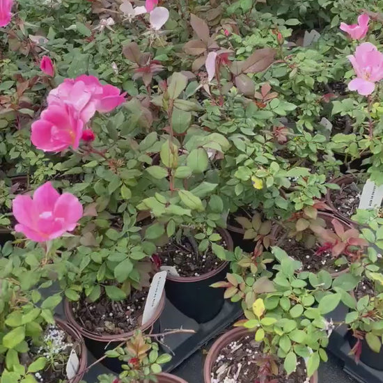 PINK Knock Out Rose! - Disease Resistant - Free Shipping - Quart Size Containers