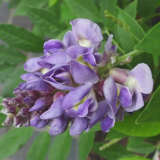 Amethyst Falls Wisteria, lavender purple flowers, blooming vines, fast growing plant, butterfly, humming birds, fragrant flowers, trellis