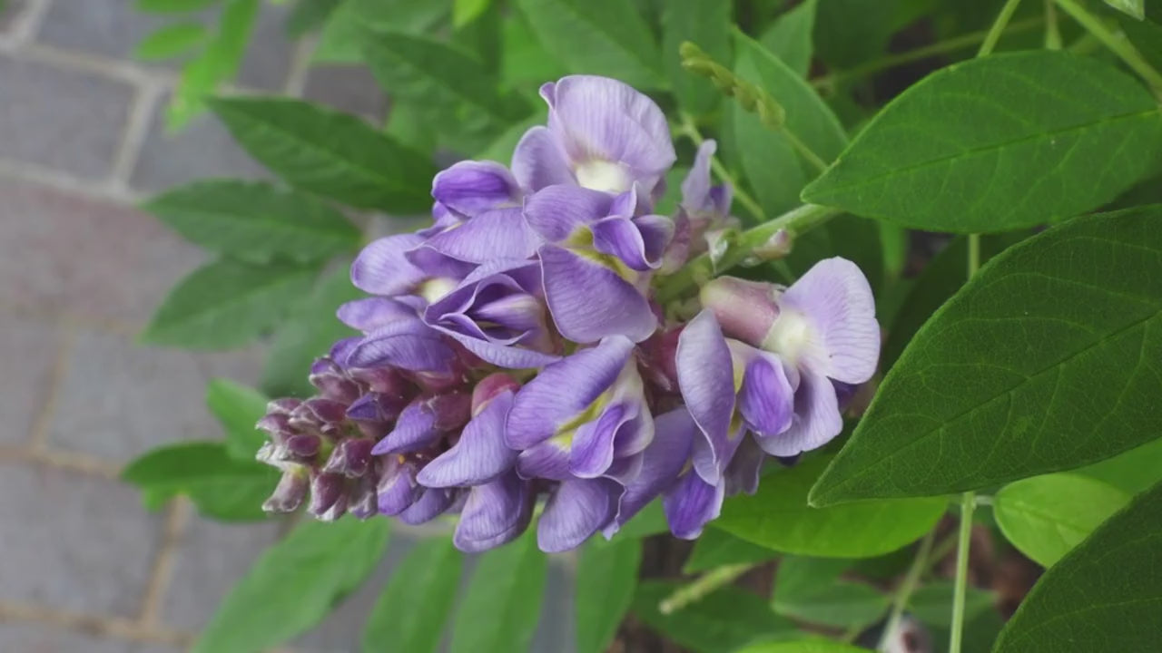 Amethyst Falls Wisteria, lavender purple flowers, blooming vines, fast growing plant, butterfly, humming birds, fragrant flowers, trellis