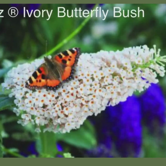 Buzz® Ivory Butterfly Bush, Fragrant Blooms, Compact Size, Butterfly Magnet, trending now flowers, buddleia davidii, gift for her garden