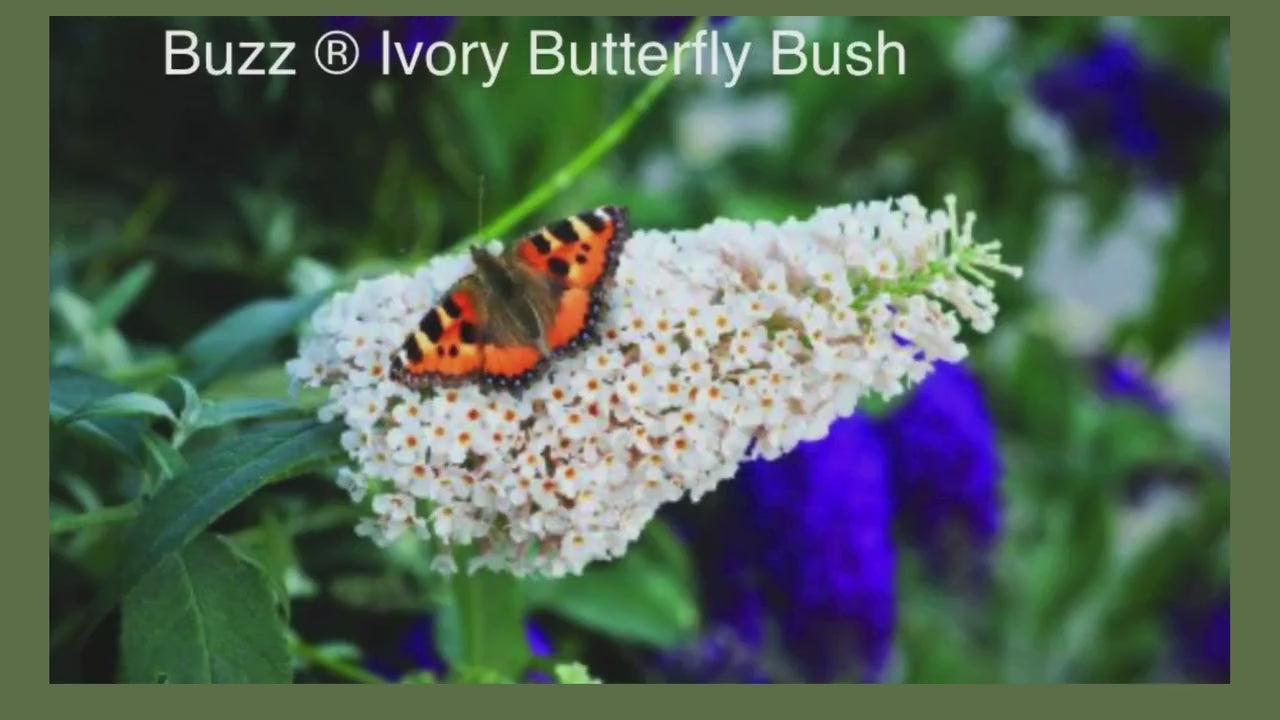 Buzz® Ivory Butterfly Bush, Fragrant Blooms, Compact Size, Butterfly Magnet, trending now flowers, buddleia davidii, gift for her garden