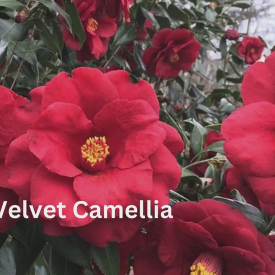 Royal Velvet Camellia, Red Flowers, Japanese Hedge Plant, 1 Gallon Container, Easy to Grow Evergreen Shrub, Great Garden Gift