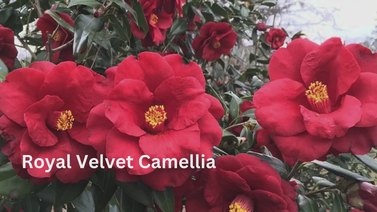 Royal Velvet Camellia, Red Flowers, Japanese Hedge Plant, 1 Gallon Container, Easy to Grow Evergreen Shrub, Great Garden Gift