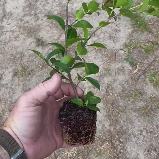 WHITE SEAFOAM CAMELLIA | 4 plants with each order! | Free Shipping!