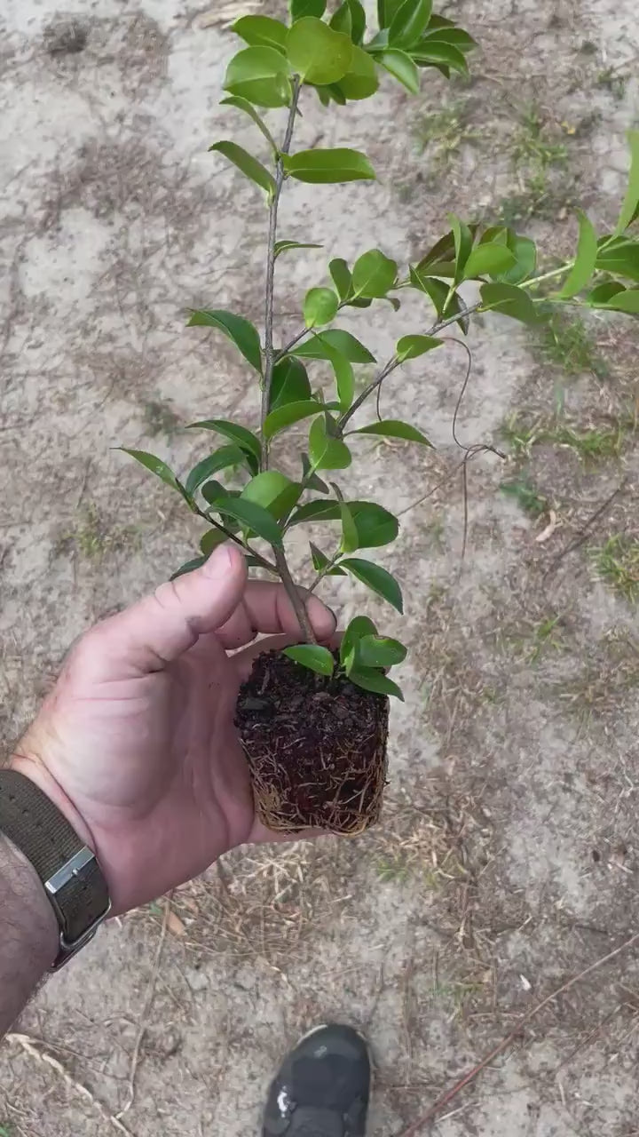 WHITE SEAFOAM CAMELLIA | 4 plants with each order! | Free Shipping!