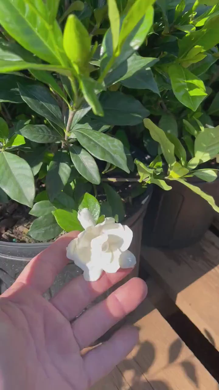 AUGUST BEAUTY GARDENIA - 1 Gallon Plant - Free Shipping!