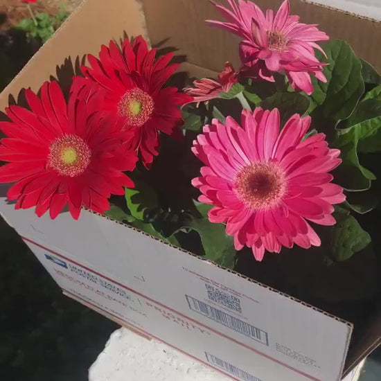 CUT FLOWERS - GERBERA Daisy! - Spring and Summer Flowers are here! - 3 Plus Plants Per Order!