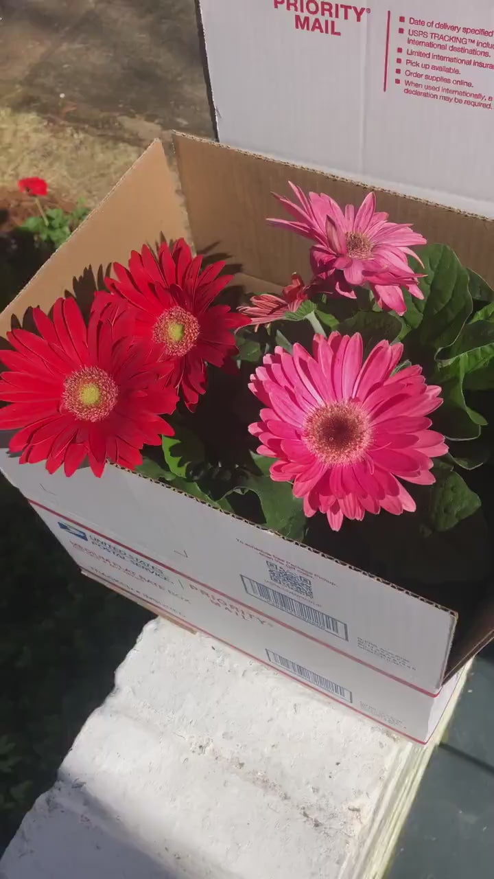 CUT FLOWERS - GERBERA Daisy! - Spring and Summer Flowers are here! - 3 Plus Plants Per Order!