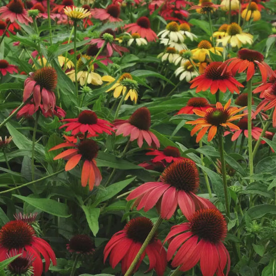 Butterfly Garden Pack | Great Garden Gift | Choose 6 or 12 Plants | Low Maintenance | Easy to Grow!