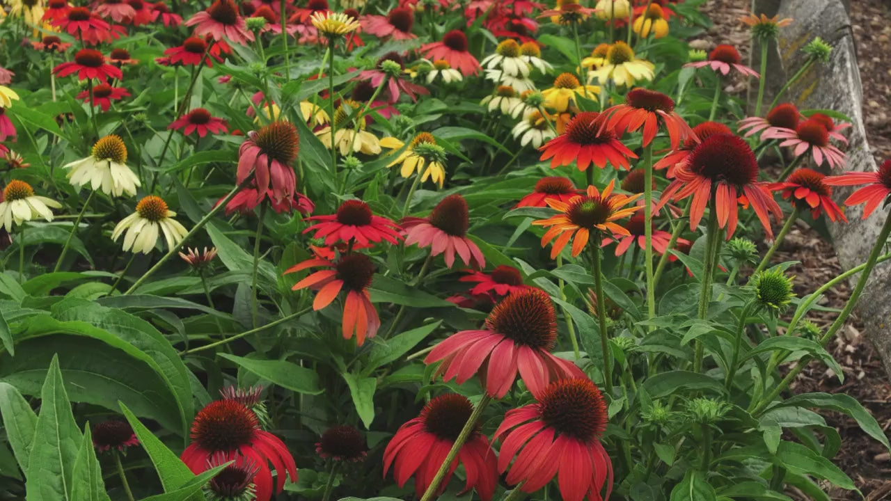 Butterfly Garden Pack | Great Garden Gift | Choose 6 or 12 Plants | Low Maintenance | Easy to Grow!