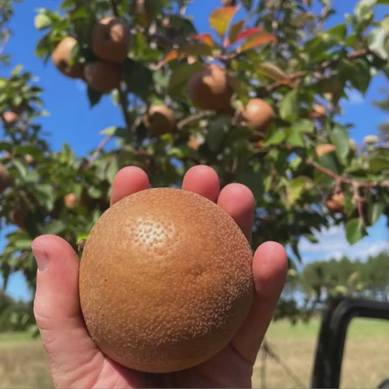 Clyde's Christmas Pear, Round Fruit, plant lover Gift, houseplants, Starter Plant, rare plant species, Christmas Gift, Four Feet Tall