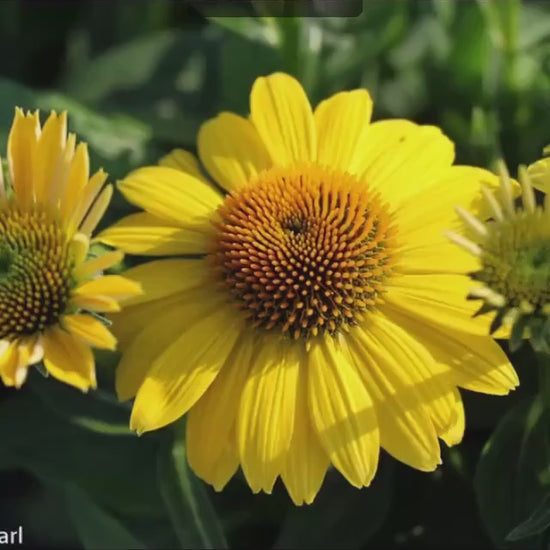 ECHINACEA | 'LEMON YELLOW' | Yellow Coneflower | Easy To Grow | Free Shipping! | Quart Size Container