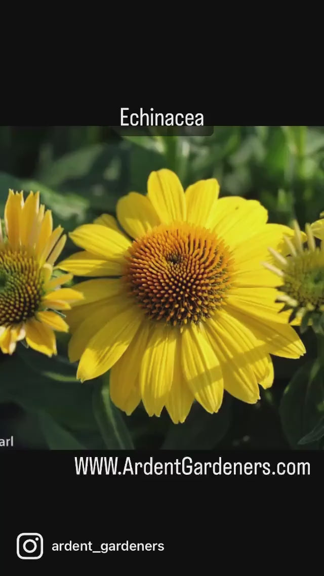 ECHINACEA | 'LEMON YELLOW' | Yellow Coneflower | Easy To Grow | Free Shipping! | Quart Size Container