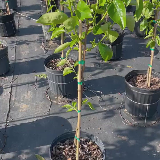 FUYU PERSIMMON - 3’ or 4’ Tall - 3 Gallon Plant - Free Shipping