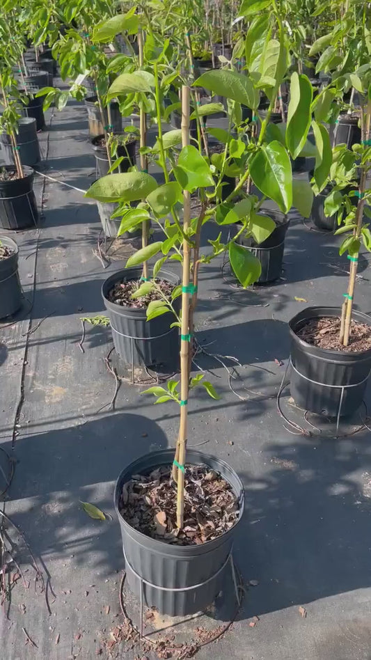 FUYU PERSIMMON - 3’ or 4’ Tall - 3 Gallon Plant - Free Shipping