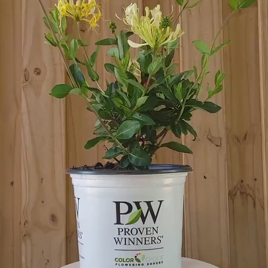 YELLOW HONEYSUCKLE VINE 'Scentsation'  | 3 Gallon Container | Free Shipping | Fragrant Trellis Vine with Yellow Flowers | Fast Growing Vines