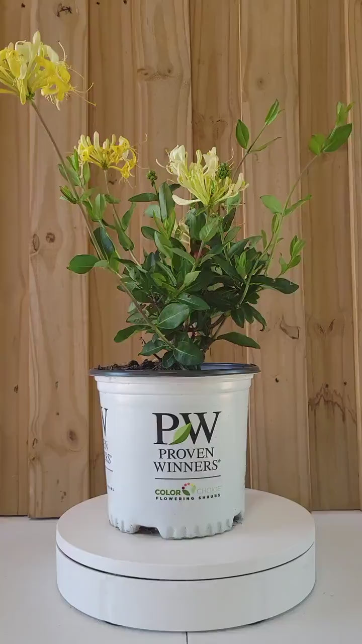 YELLOW HONEYSUCKLE VINE 'Scentsation'  | 3 Gallon Container | Free Shipping | Fragrant Trellis Vine with Yellow Flowers | Fast Growing Vines