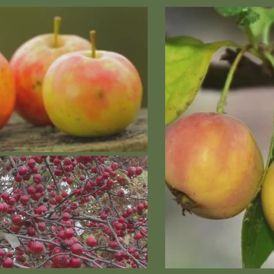 HEWE Crabapple Tree, 4 Feet Tall, Great for Fall Fruits, Wildlife, Easy to Grow and Fast Growing, White Flowers, Great Shade Tree Gift!