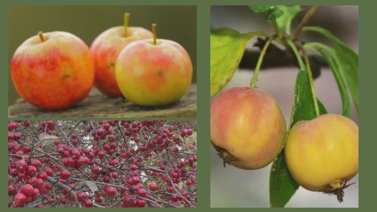 HEWE Crabapple Tree, 4 Feet Tall, Great for Fall Fruits, Wildlife, Easy to Grow and Fast Growing, White Flowers, Great Shade Tree Gift!