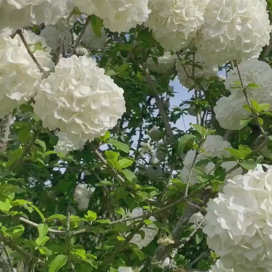 Chinese Snowball Viburnum - Large White Blooms, Fast-Growing, Perfect for Gardens - 3 Gallon Size Containers Available!