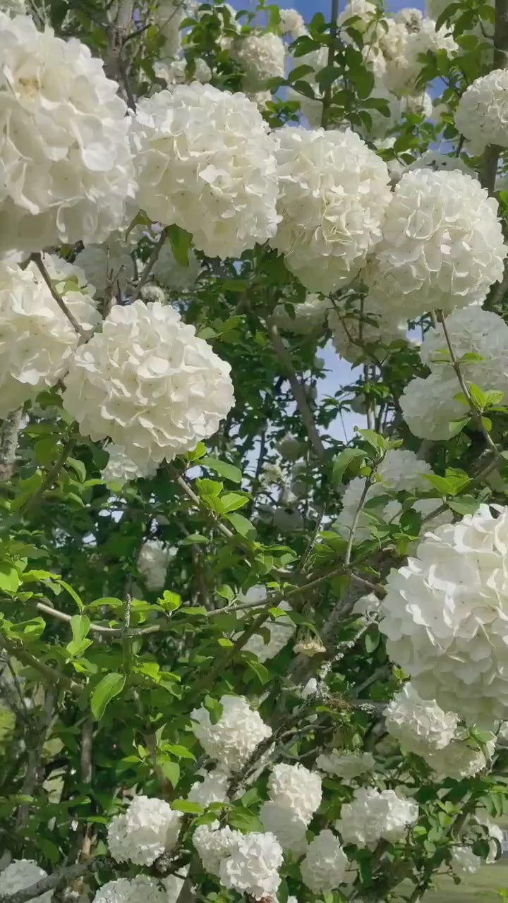 Chinese Snowball Viburnum - Large White Blooms, Fast-Growing, Perfect for Gardens - 3 Gallon Size Containers Available!