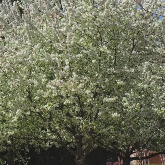 American Crabapple Tree | A fantastic native tree that provides awesome white flowers and cool shade all in one tree! | Free shipping!