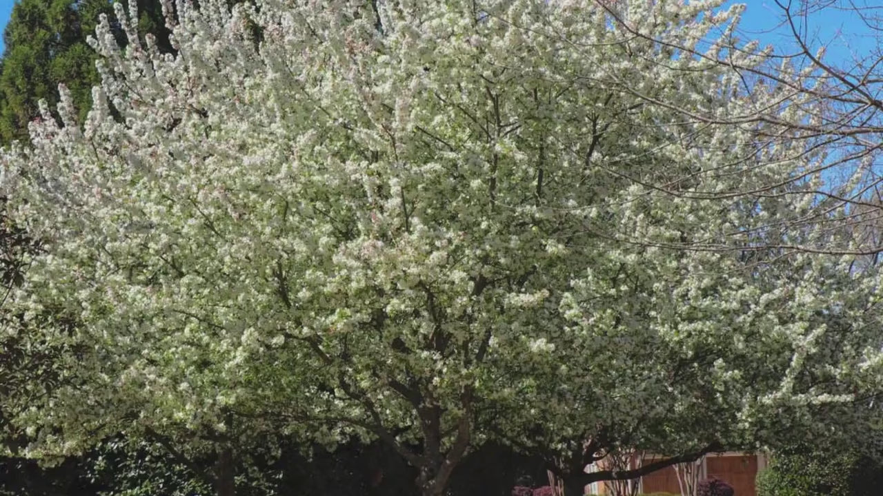 American Crabapple Tree | A fantastic native tree that provides awesome white flowers and cool shade all in one tree! | Free shipping!