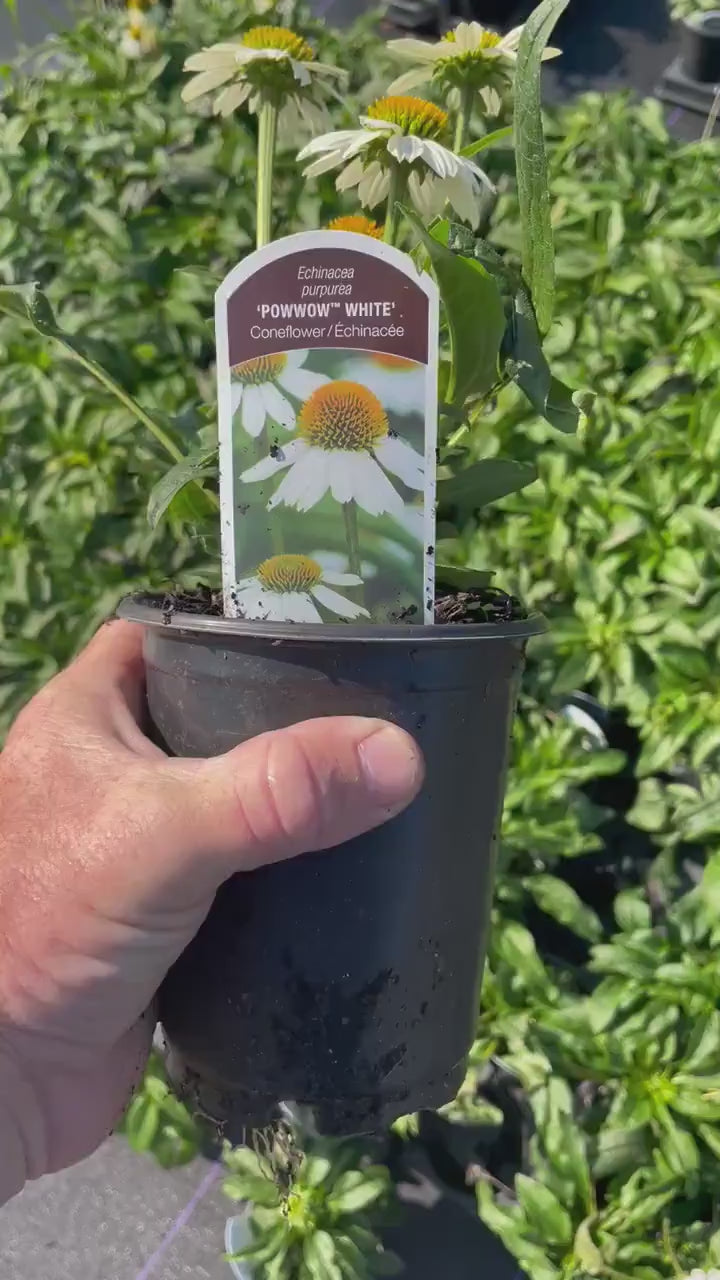 WHITE POW WOW Coneflower - Echinacea - 1 Quart Size - Free Shipping