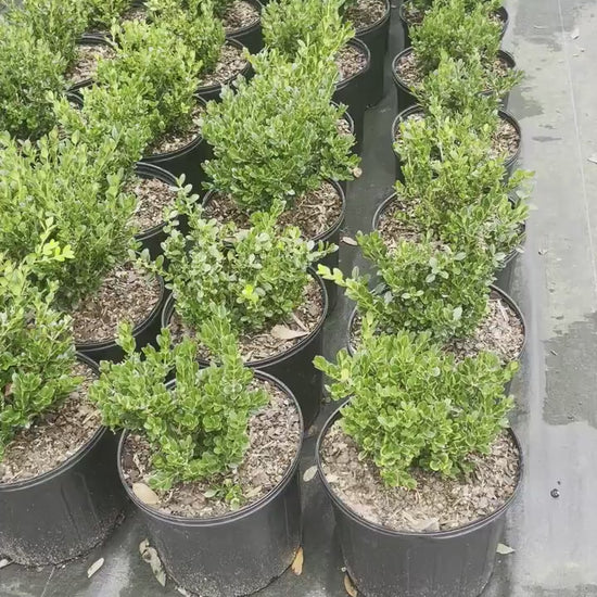 Wintergreen Boxwood - 1 gallon - Great for Bonsai, Topiary, or Hedges