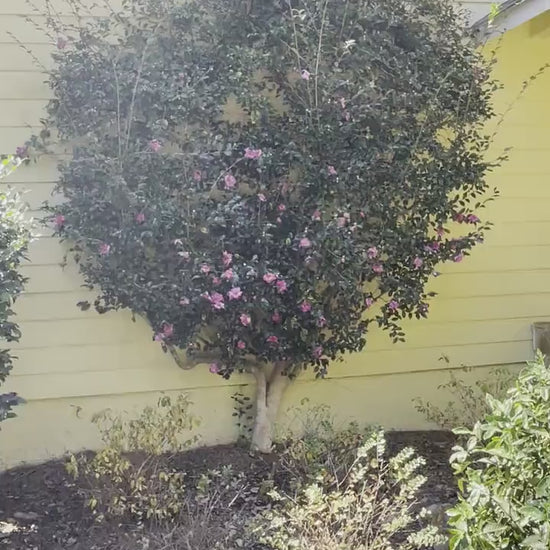 Yuletide Sasanqua Camellia with RED FLOWERS, Great Christmas Gift,Christmas Decor, Evergreen hedge, Camellia Hedge Shrubs, Evergreen Shrub