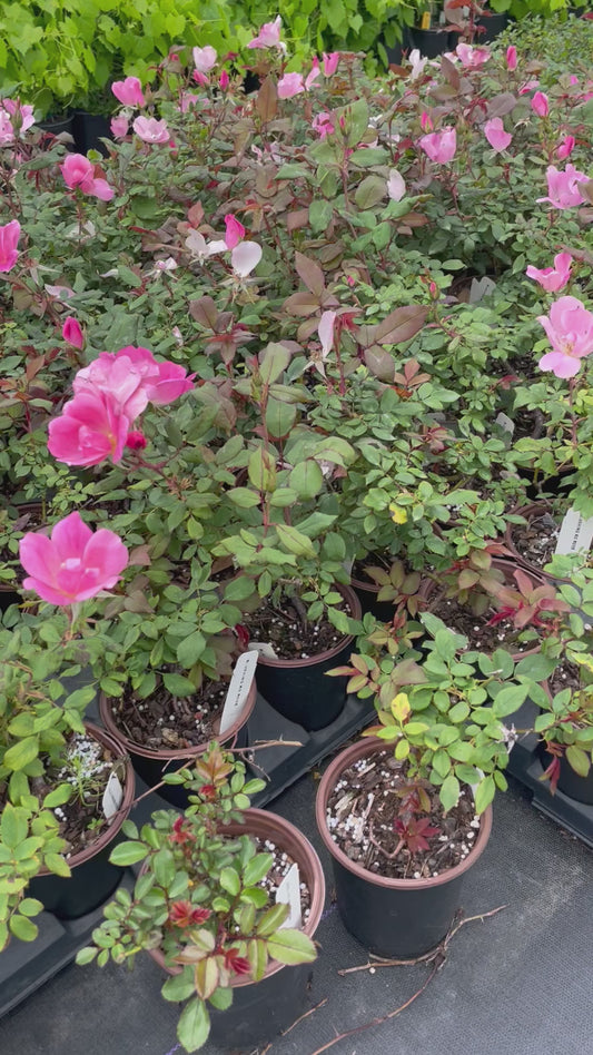 Pink Blushing Knock Out Rose - Disease Resistant - Free Shipping - Quart Size Containers