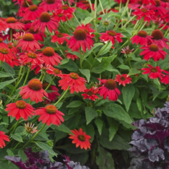 Artisan Red Ombre Coneflower | Garden Gift | Low Maintenance Red Flowers