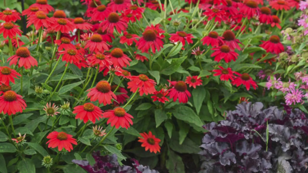 Artisan Red Ombre Coneflower | Garden Gift | Low Maintenance Red Flowers