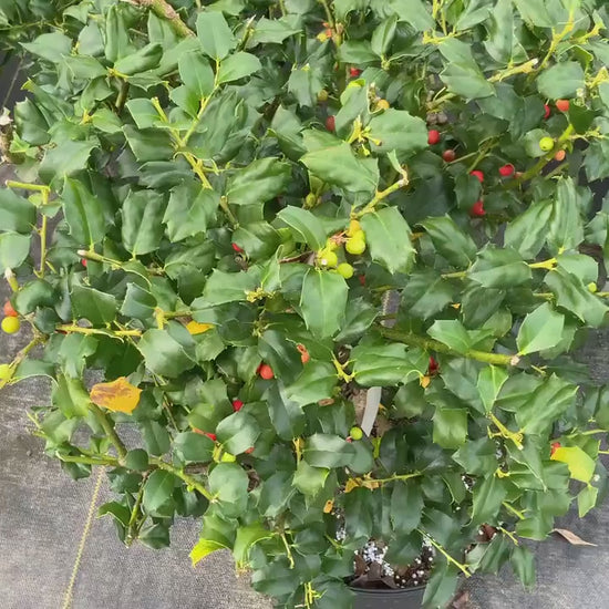 Native AMERICAN HOLLY - 2' TO 3' Feet Tall - 3 Gallon Plant