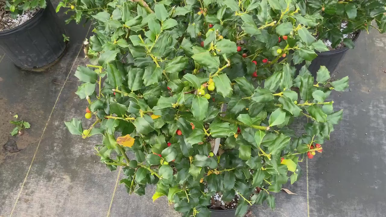 Native AMERICAN HOLLY - 2' TO 3' Feet Tall - 3 Gallon Plant