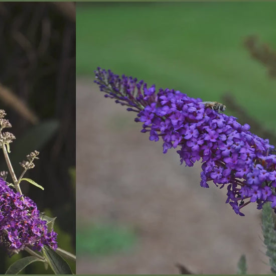 Butterfly Bush 'Black Knight', Purple Buddleia, Evergreen Shrub, Drought Tolerant Shrub, Great for Cut Flowers, Fast Growing Shrub,