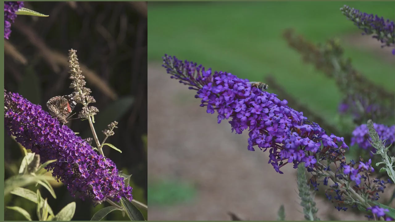 Butterfly Bush 'Black Knight', Purple Buddleia, Evergreen Shrub, Drought Tolerant Shrub, Great for Cut Flowers, Fast Growing Shrub,