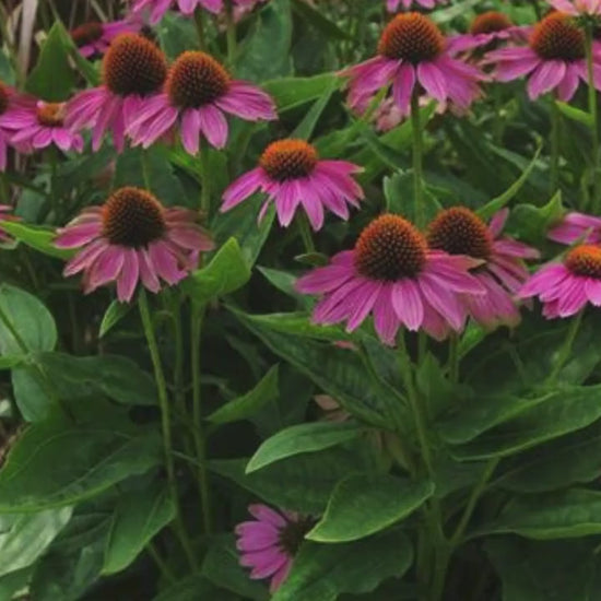 Echinacea Mix |  6 or 12 Colors! | Huge Discount! | Coneflower Garden Mix