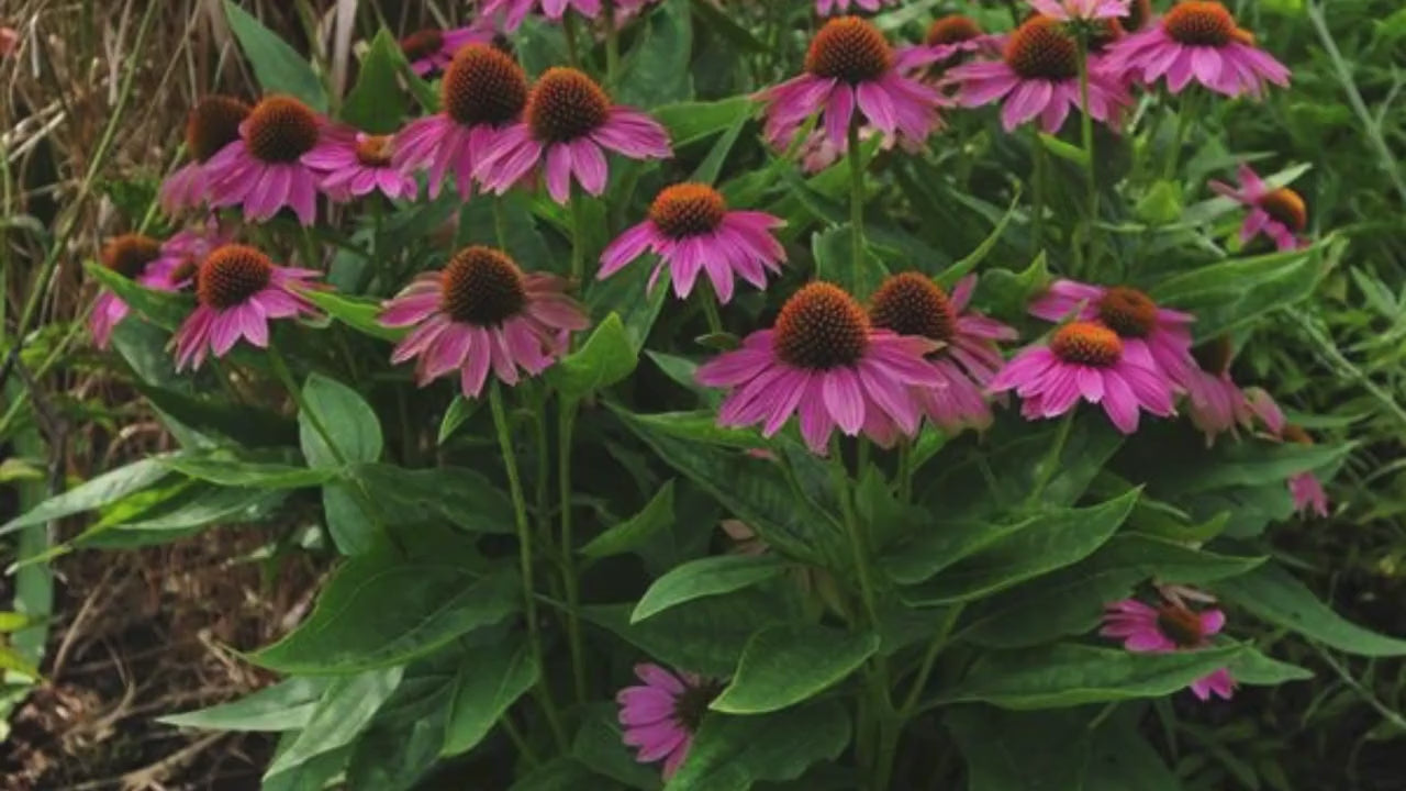 Echinacea Mix |  6 or 12 Colors! | Huge Discount! | Coneflower Garden Mix