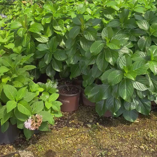 Big Daddy Hydrangea | Hydrangea macrophylla 'Big Daddy' PP14527 | 3 Gallon Container