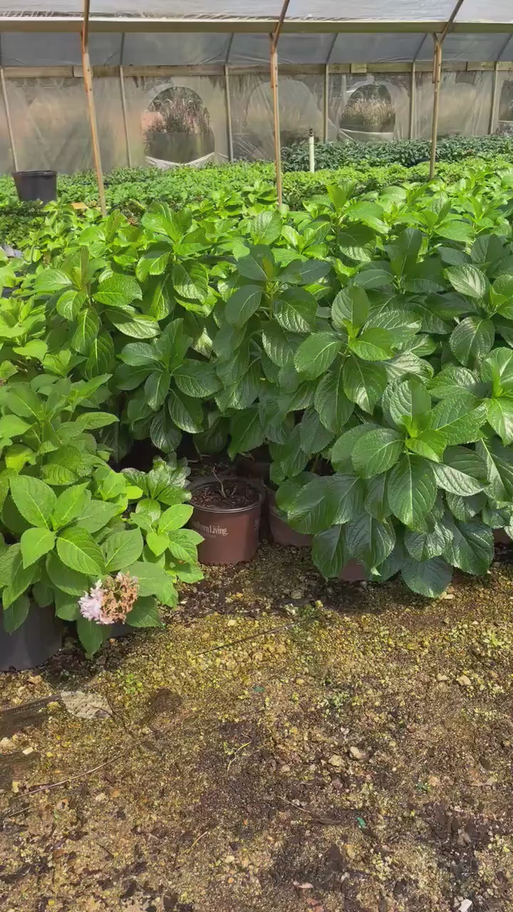 Big Daddy Hydrangea | Hydrangea macrophylla 'Big Daddy' PP14527 | 3 Gallon Container