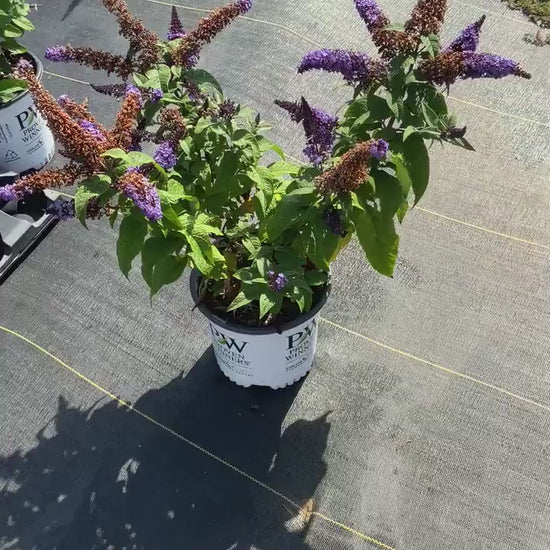 Butterfly Bush | 2 COLORS TO CHOOSE - Bicolor or Purple | Buddleia x weyeriana 'Bicolor' | Buddleia 'Black Knight'  |