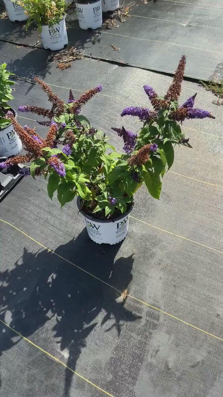 Butterfly Bush | 2 COLORS TO CHOOSE - Bicolor or Purple | Buddleia x weyeriana 'Bicolor' | Buddleia 'Black Knight'  |