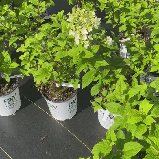 Limelight Hydrangea Paniculata | 3 Sizes to Choose | Free Shipping!